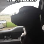 And you have also passed several rabbits that need a good chasing. | Can you stop at the next tree? I really gotta go | image tagged in willow hates dad/dog jokes,gotta go dog,road trip | made w/ Imgflip meme maker