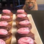 Cat looking at cupcakes