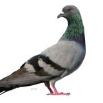 pigeon