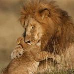Lion hug