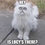 Weird cat | HEY; IS LUCY'S THERE? | image tagged in weird cat | made w/ Imgflip meme maker