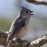 tufted titmouse