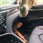 Boy hiding from Giraffe