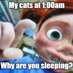 Darla | My cats at 1:00am; Why are you sleeping? | image tagged in darla | made w/ Imgflip meme maker