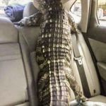 We're Goin' For Donuts! | YEP! WE'RE GOIN' FOR DONUTS! | image tagged in alligator_car,donuts,funy memes,alligators,funny dog back seat | made w/ Imgflip meme maker