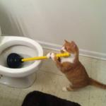 cat cleaning