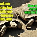Birthday gifts for the wife is a shell game at best. | Slow and steady wins the lace! Took me forever but I finally got that lingerie for my wife | image tagged in two tortoises,lingerie,wife's birthday,slow and steady | made w/ Imgflip meme maker