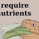 i  r e q u i r e  n u t r i e n t s