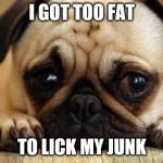 Sad Dog | I GOT TOO FAT; TO LICK MY JUNK | image tagged in sad dog | made w/ Imgflip meme maker