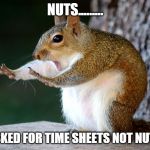 Squirll | NUTS......... I ASKED FOR TIME SHEETS NOT NUTS!! | image tagged in squirll | made w/ Imgflip meme maker