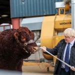 Boris and the Bull