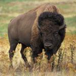 Bison