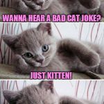 Bad Pun Kitten | WANNA HEAR A BAD CAT JOKE? JUST KITTEN! | image tagged in bad pun kitten | made w/ Imgflip meme maker