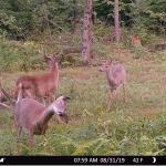 Deer