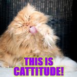 CATTITUDE | THIS IS; CATTITUDE! | image tagged in cattitude | made w/ Imgflip meme maker