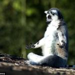 Meditating lemur