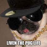Gangster Pug | LIVEN THE PUG LIFE | image tagged in gangster pug | made w/ Imgflip meme maker