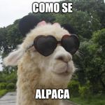 cool llama | COMO SE; ALPACA | image tagged in cool llama | made w/ Imgflip meme maker