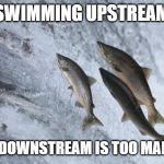 salmon fish | SWIMMING UPSTREAM; BECAUSE DOWNSTREAM IS TOO MAINSTREAM | image tagged in salmon fish | made w/ Imgflip meme maker