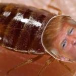 Trump crazy as a bedbug
