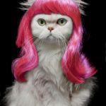 DIVA KITTY | I IS; DIVA KITTY! | image tagged in diva kitty | made w/ Imgflip meme maker
