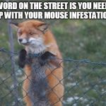 Fox Pest Control | WORD ON THE STREET IS YOU NEED HELP WITH YOUR MOUSE INFESTATION.... | image tagged in fox wanna buy,fox,jokes,mouse,predator | made w/ Imgflip meme maker