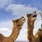 Camels meme