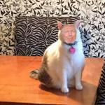 Trumpy Cat