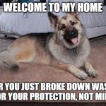 Alsatian Protection | WELCOME TO MY HOME; THE DOOR YOU JUST BROKE DOWN WAS LOCKED
FOR YOUR PROTECTION, NOT MINE | image tagged in alsatian dog,home,funny,funny memes | made w/ Imgflip meme maker