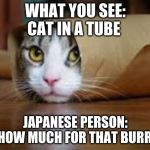 Cat in tube | WHAT YOU SEE:
CAT IN A TUBE; JAPANESE PERSON:
YO HOW MUCH FOR THAT BURRITO | image tagged in cat in tube | made w/ Imgflip meme maker