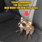 Raccoon | TEACUP CHIHUAHUA FOR SALE $400.
NEED MONEY FOR NEW EYEGLASSES | image tagged in raccoon | made w/ Imgflip meme maker