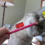 Hypnotized Cat | VIEWERS; CNN | image tagged in hypnotized cat | made w/ Imgflip meme maker