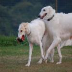 borzoi with tennis orb meme