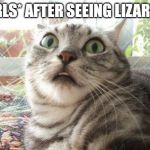 shocked cat | GIRLS* AFTER SEEING LIZARDS | image tagged in shocked cat | made w/ Imgflip meme maker