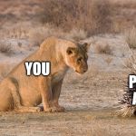 Careful, Touching It Might Make More | YOU; POPUP ADDS | image tagged in lion and porcupine | made w/ Imgflip meme maker