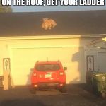 You know it would happen | HONEY! THERE IS A CAT STUCK ON THE ROOF, GET YOUR LADDER | image tagged in cat on a hot not tin roof,get your ladder,here kitty kitty,what did they feed that cat,my roof my rules | made w/ Imgflip meme maker
