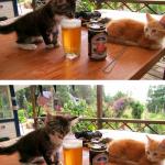 Cat licking beer