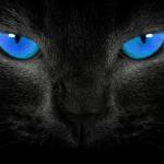 Black Cat Blue Eyes meme