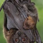 Mother bat and baby