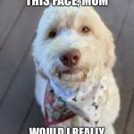 Goldendoodle love | BUT LOOK AT THIS FACE, MOM; WOULD I REALLY POOP ON THE PORCH?! NO! | image tagged in goldendoodle love | made w/ Imgflip meme maker