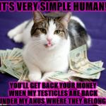 MONEY FOR BALLS | IT'S VERY SIMPLE HUMAN! YOU'LL GET BACK YOUR MONEY WHEN MY TESTICLES ARE BACK UNDER MY ANUS WHERE THEY BELONG! | image tagged in money for balls | made w/ Imgflip meme maker