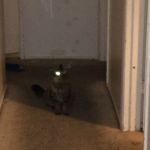 Cats be demons | NEED I SAY MORE? | image tagged in cats be demons | made w/ Imgflip meme maker