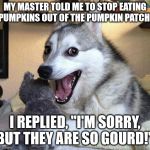 pun dog | MY MASTER TOLD ME TO STOP EATING PUMPKINS OUT OF THE PUMPKIN PATCH. I REPLIED, "I'M SORRY, BUT THEY ARE SO GOURD!" | image tagged in pun dog | made w/ Imgflip meme maker
