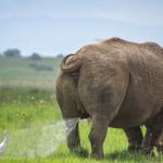 Rhino pissing on a bird