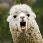 hey llama