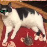 STONED CAT | HUMAN I SWEAR I DIDN'T SMOKE ONE OF YOUR JOINTS & STEAL THE OTHER ONE! WHY DO YOU INSIST I DID? | image tagged in stoned cat | made w/ Imgflip meme maker