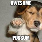 Awesome Dog | AWESOME; POSSUM | image tagged in awesome dog | made w/ Imgflip meme maker