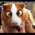 Bedtime Stories Bugsy The Guinea Pig | THE FIRST TIME YOU PICK UP A GUINEA PIG | image tagged in bedtime stories bugsy the guinea pig | made w/ Imgflip meme maker