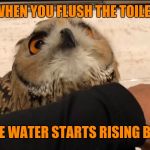 Oh No owl | WHEN YOU FLUSH THE TOILET; AND THE WATER STARTS RISING BACK UP | image tagged in oh no owl | made w/ Imgflip meme maker