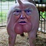 Trump pig meme